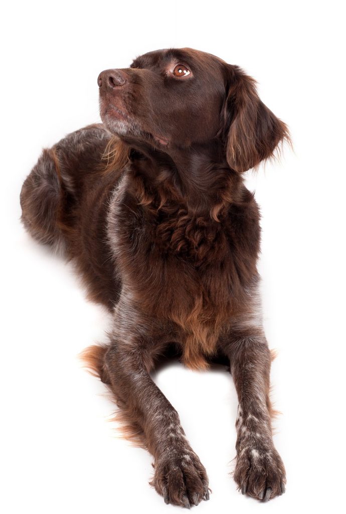 dog, brown, pet