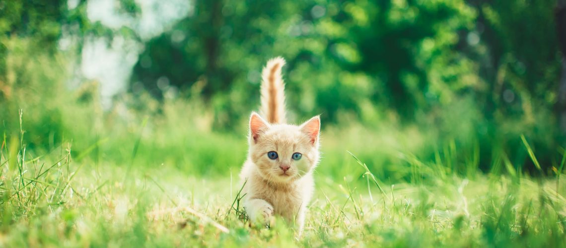 andriyko-podilnyk-RCfi7vgJjUY-unsplash