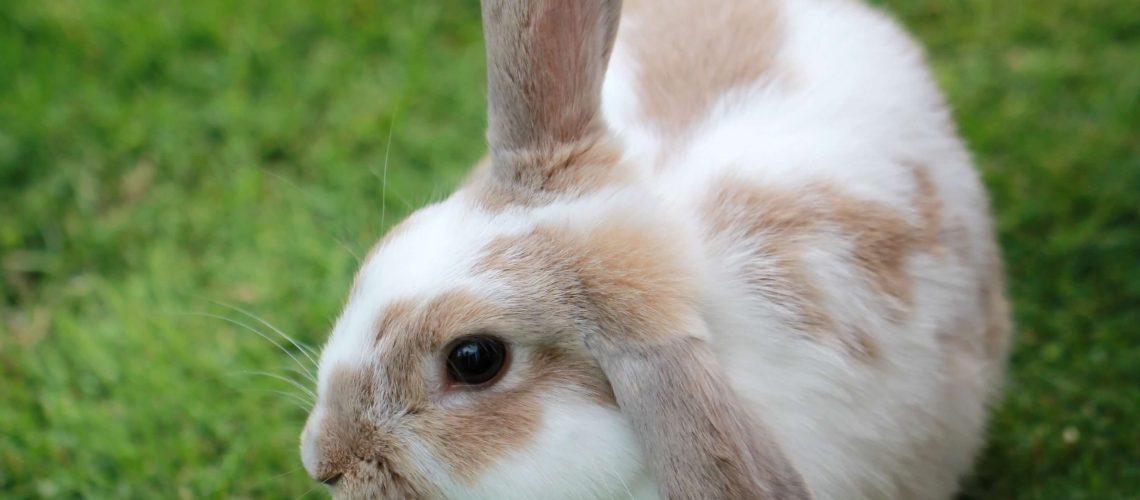 sandy-millar-kKAaCeGf5wY-unsplash